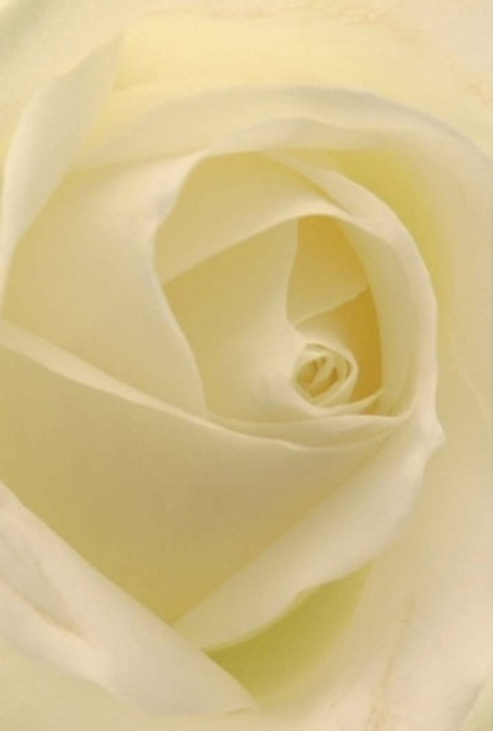 Gazing closely into this classic white rose-gathered by a florist who knows Rotherhithe's rhythms-you're struck by the soft interplay of shade and light that defines every petal. Each layer is meticulously placed, swirling inwards in a spiral that suggests enduring grace, resilience, and a dash of local pride. The creamy, near-pearlescent whites are tinged by shadows, as if echoing the calm reflection of water along the nearby Thames Path. A subtle internal glow brings life to the petals, giving the bloom its signature tranquility. As florist hands guide each element into place, the bouquet becomes a vessel for pure emotion-a sincere apology, a declaration of love, or the centrepiece at a quiet Docklands wedding. The expertly arranged petals exude a clean, understated fragrance: soft as the first light of day across Rotherhithe's green spaces. The bouquet's elegance and purity are amplified by the masterful composition, making it a fitting tribute that can travel across SE16 to offer solace, joy, or admiration wherever it arrives.