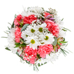 A radiant bouquet, artfully designed in Rotherhithe's unique style, captures the delicate vibrancy of spring and early summer. Lustrous white daisies, bright and unblemished, nestle amongst plush coral-pink carnations, whose ruffled petals add a lively depth and an almost kinetic softness to the arrangement. Sprays of fine white baby's breath seem to float between the blossoms, their twinkling forms imparting an airy, celebratory note like the sparkle of light on Greenland Dock. Soft blushes of alstroemeria buds, laced with streaks of deep pink and purple, offer a sophisticated accent that elevates the bouquet's visual story. Eucalyptus leaves in muted sage and sprigs of rich green complete the composition, invoking the calming greenery of local parks. The overall effect is joyful yet serene, a blend that radiates comfort, renewal, and heartfelt sentiment. This bouquet would brighten any Rotherhithe living room, cafe corner near Brunel Museum, or make a cherished gift for birthdays, anniversaries, or spontaneous gestures of appreciation. Meticulously arranged with the care of a local florist, the display is ideal for capturing the spirit of flower delivery and seasonal celebration within Rotherhithe's lively community.
